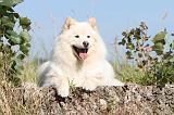 CHIEN FINNOIS DE LAPONIE 457